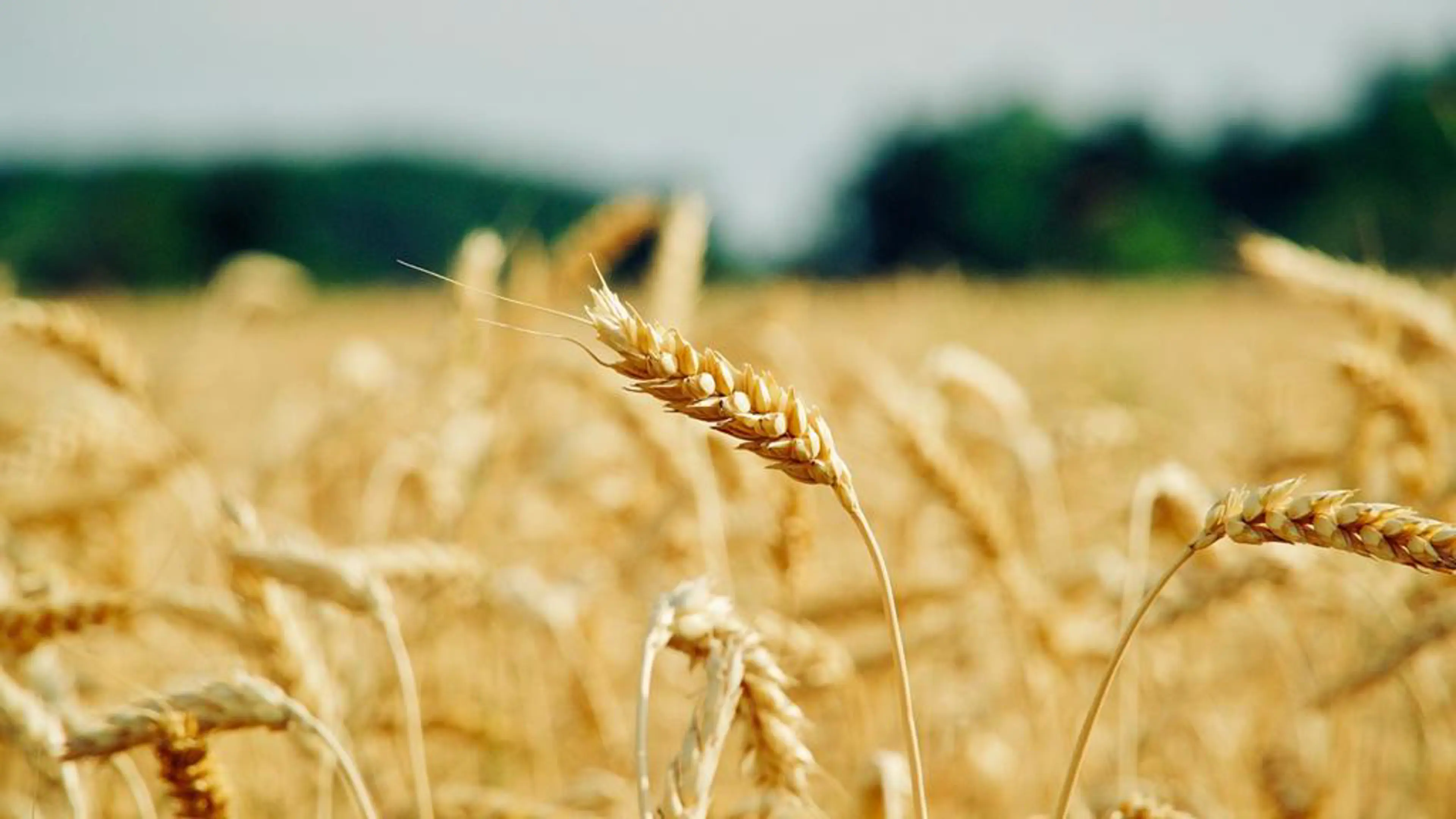 Gluten intolerance and celiac disease: differences, curiosities and kitchen solutions
